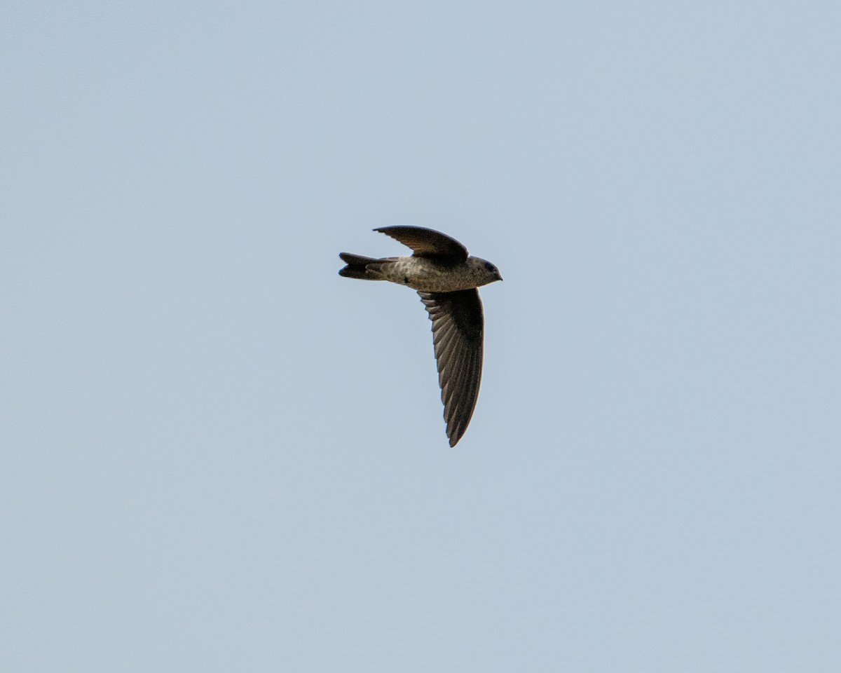 Indian Swiftlet - ML645982230