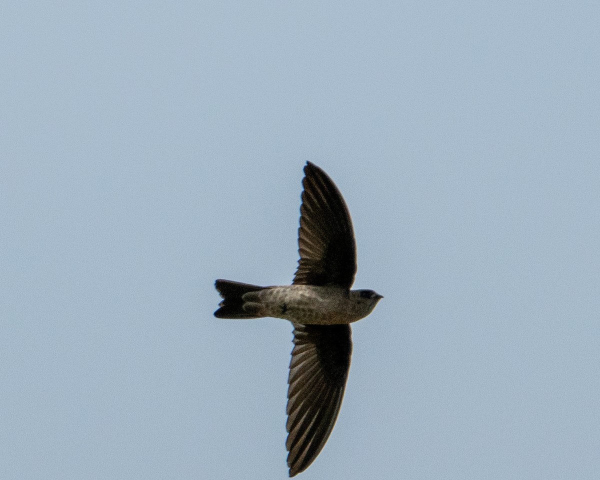 Indian Swiftlet - ML645982231