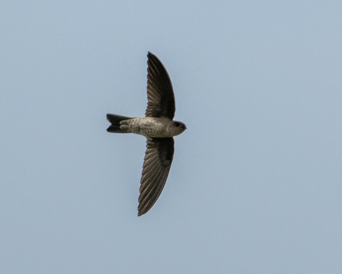 Indian Swiftlet - ML645982232