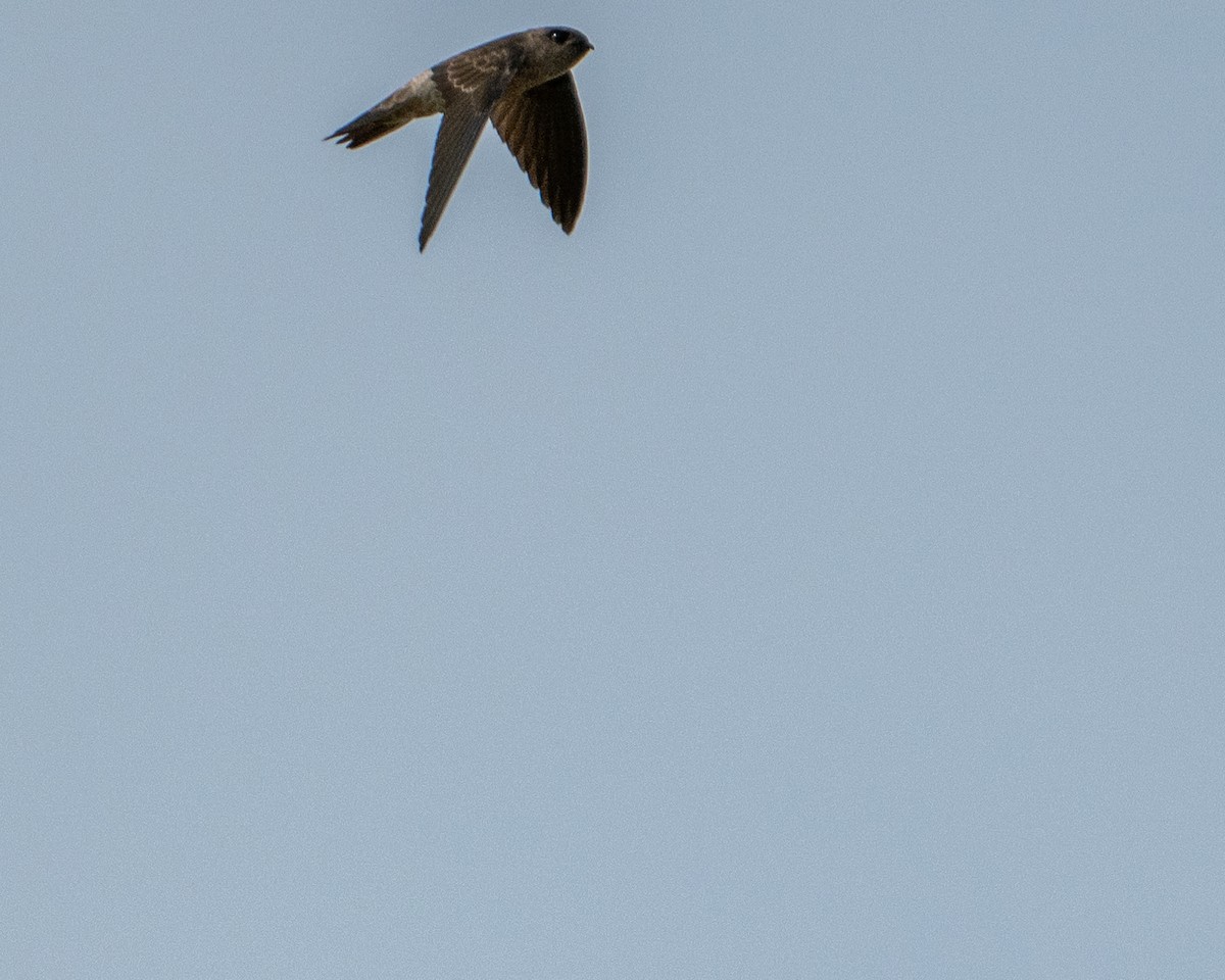 Indian Swiftlet - ML645982233