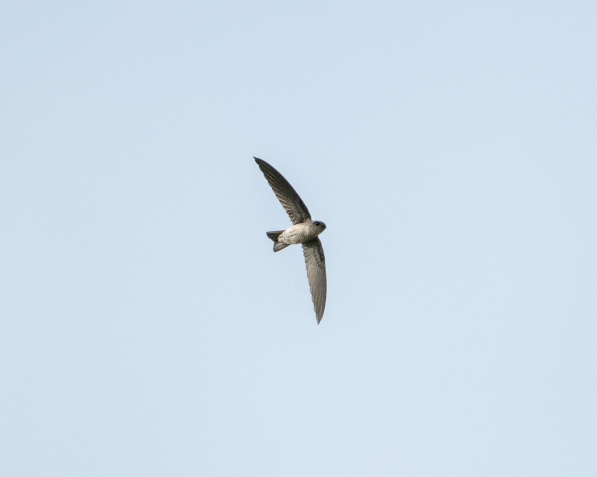 Indian Swiftlet - ML645982234