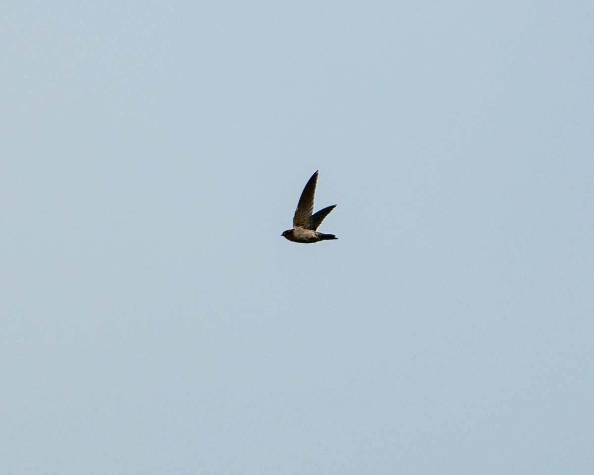 Indian Swiftlet - ML645982235