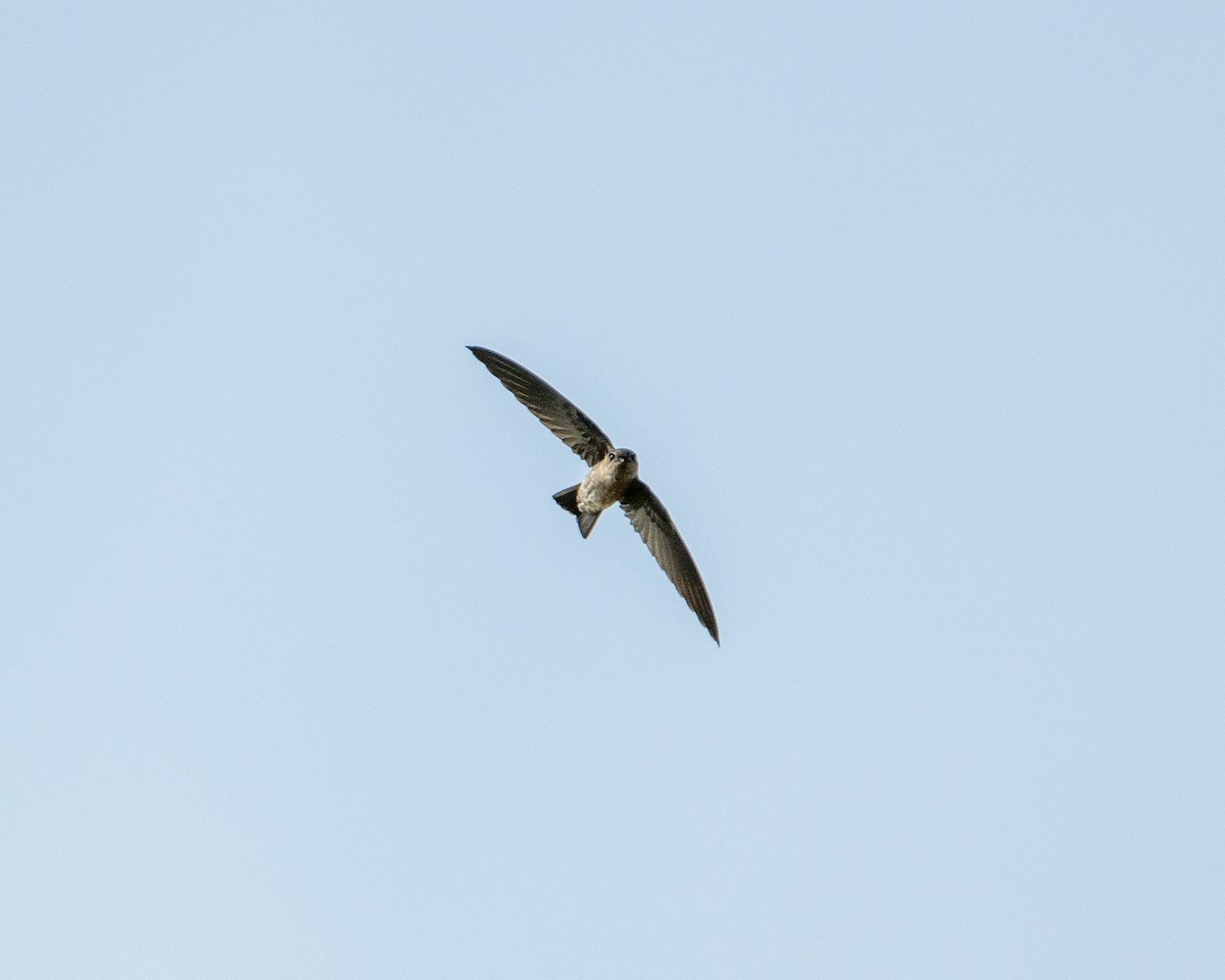 Indian Swiftlet - ML645982237