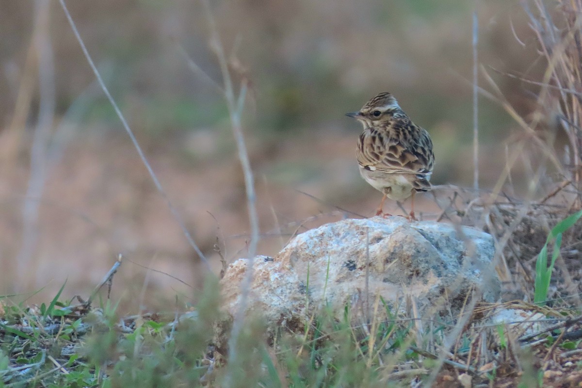 Wood Lark - ML645982241