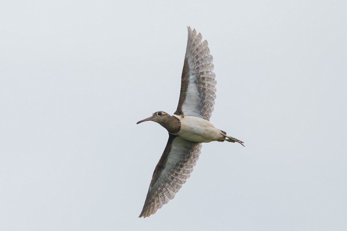 Greater Painted-Snipe - ML645982242