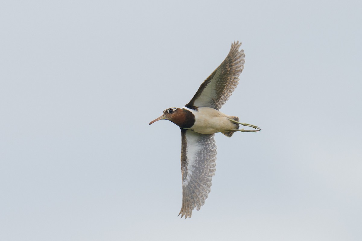 Greater Painted-Snipe - ML645982243