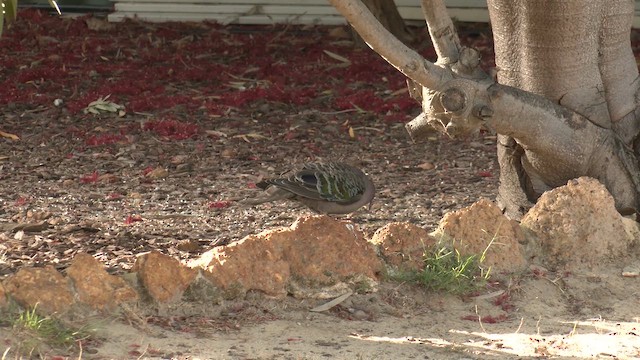 Common Bronzewing - ML645982244