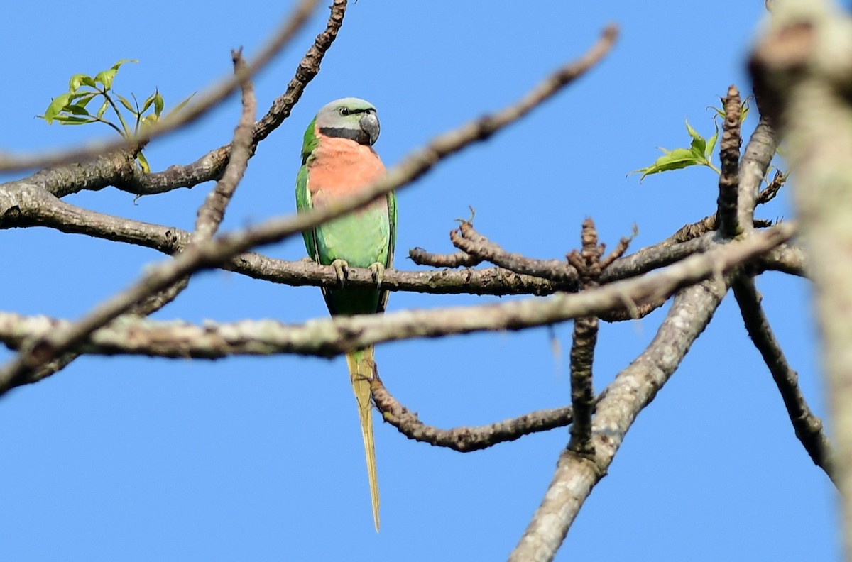 Red-breasted Parakeet - ML645982247
