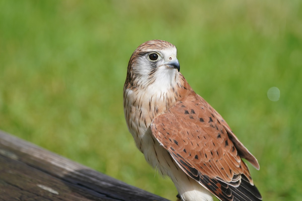 Nankeen Kestrel - ML645982248