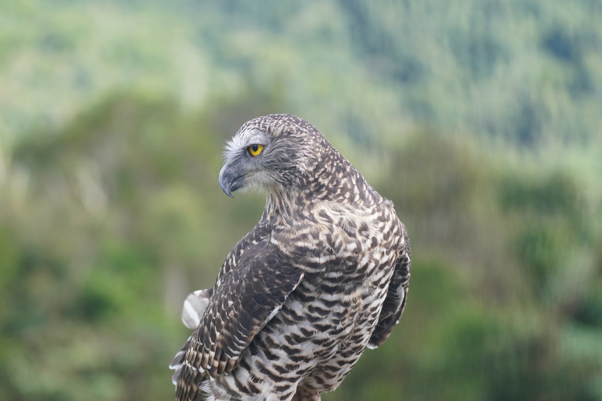 Powerful Owl - ML645982252