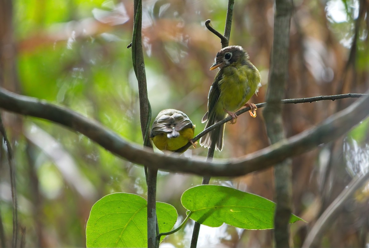 カオジロキアシヒタキ - ML645982255