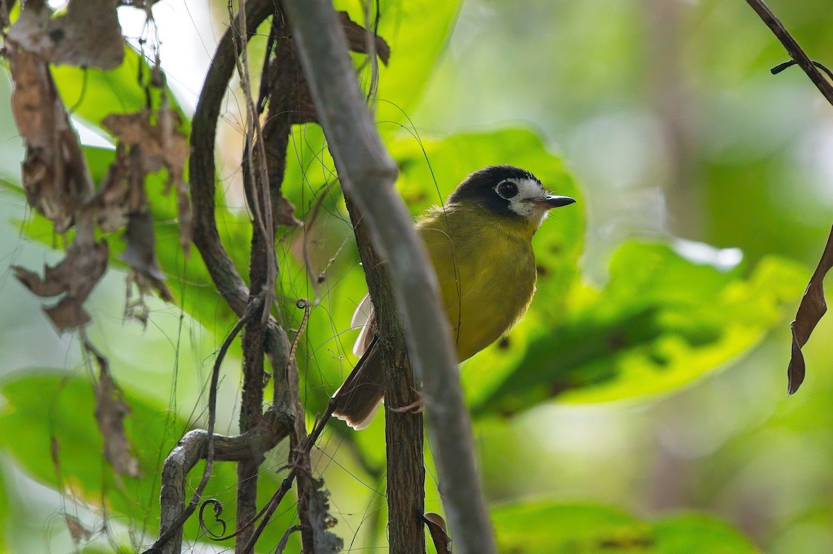 カオジロキアシヒタキ - ML645982257