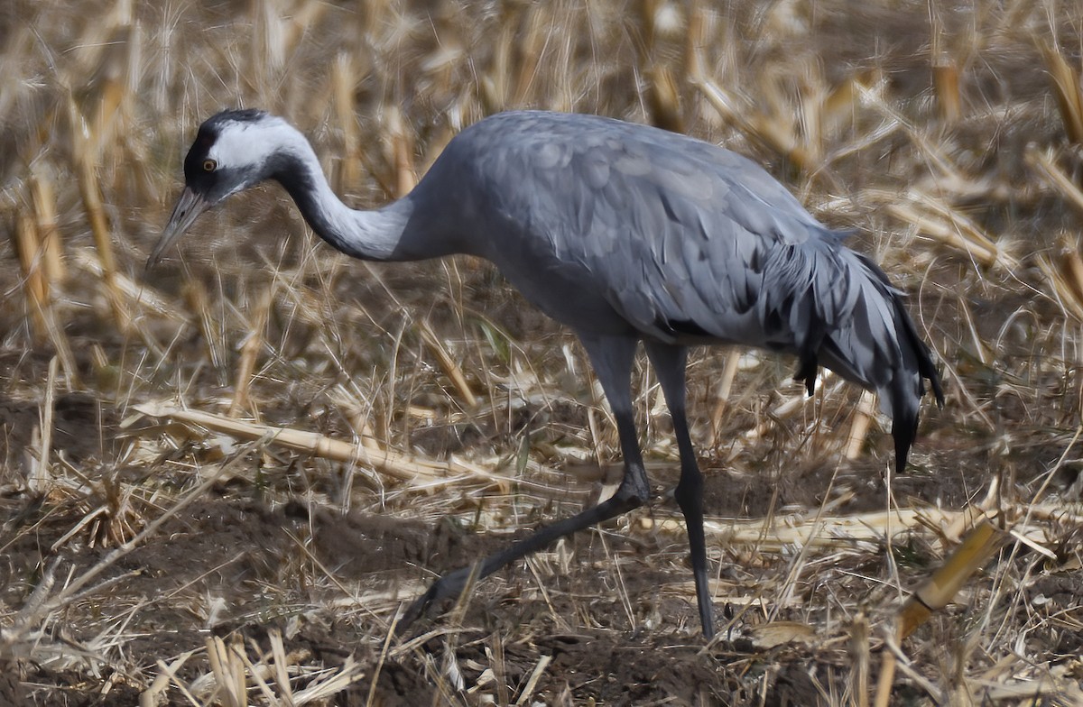 クロヅル - ML645982258