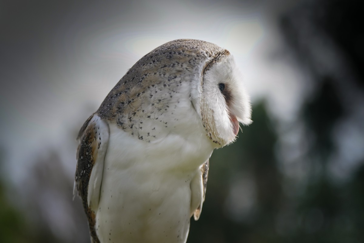 メンフクロウ - ML645982260