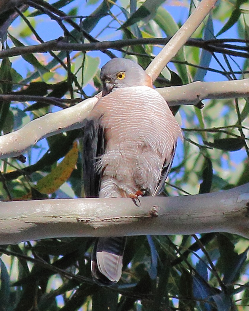 アカエリツミ - ML645982261