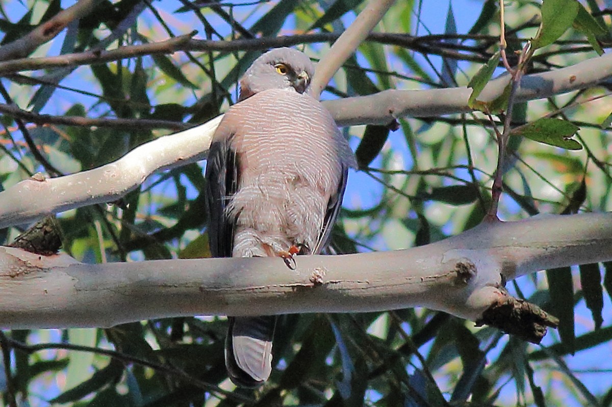 アカエリツミ - ML645982262