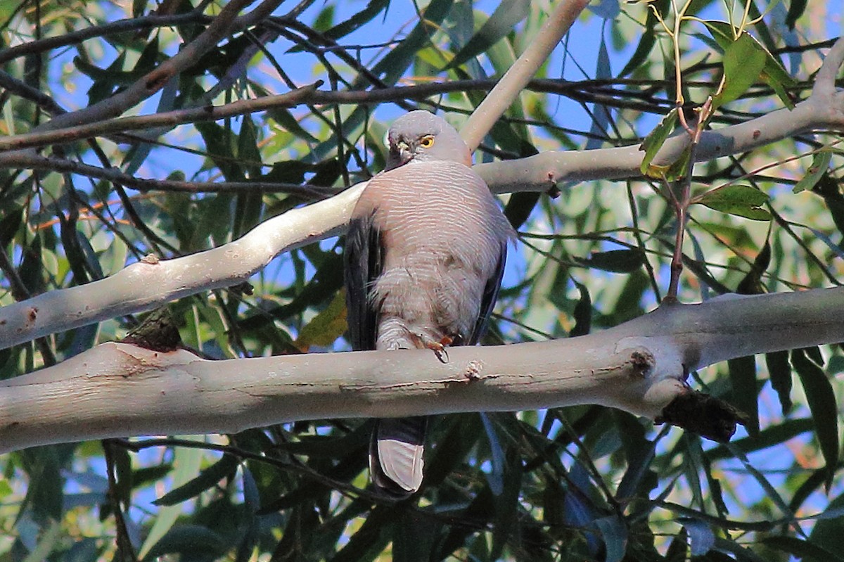 アカエリツミ - ML645982263
