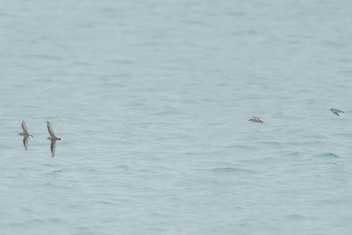 シロチドリ - ML645982264