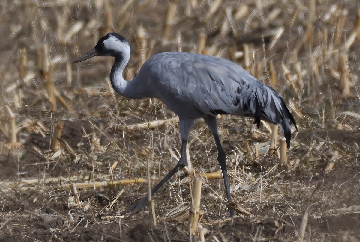 クロヅル - ML645982265