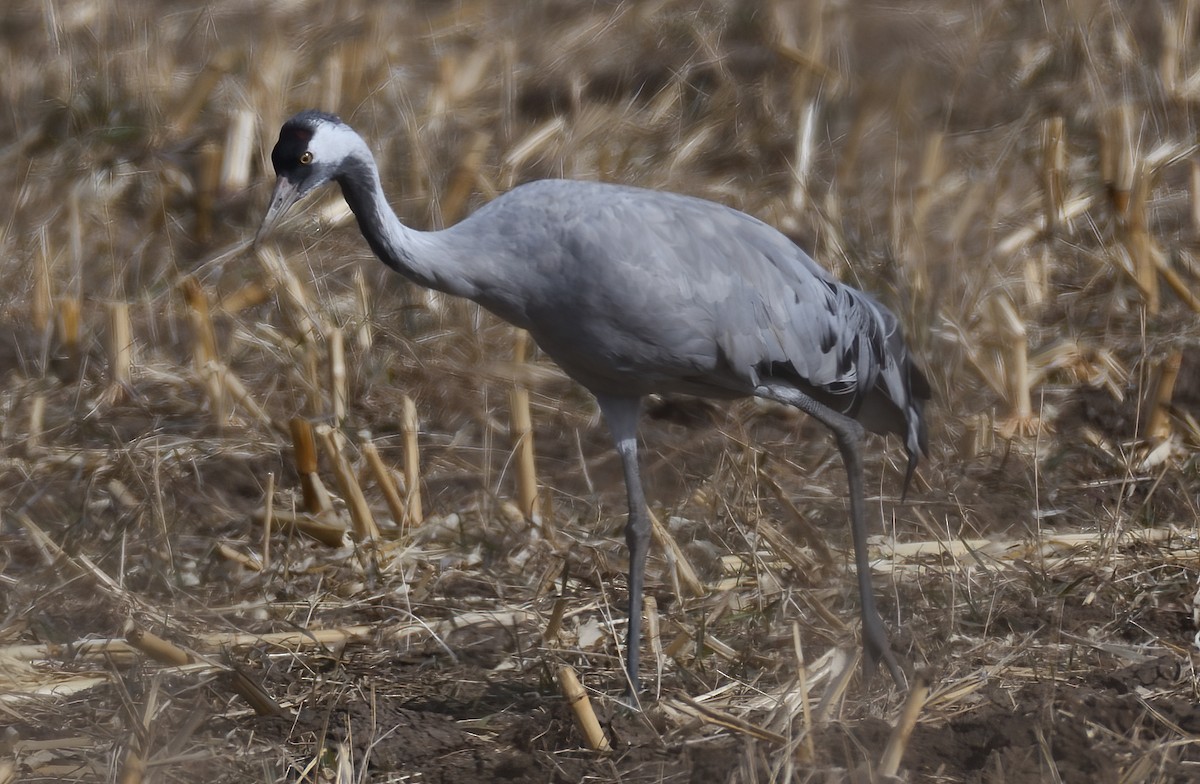 クロヅル - ML645982267