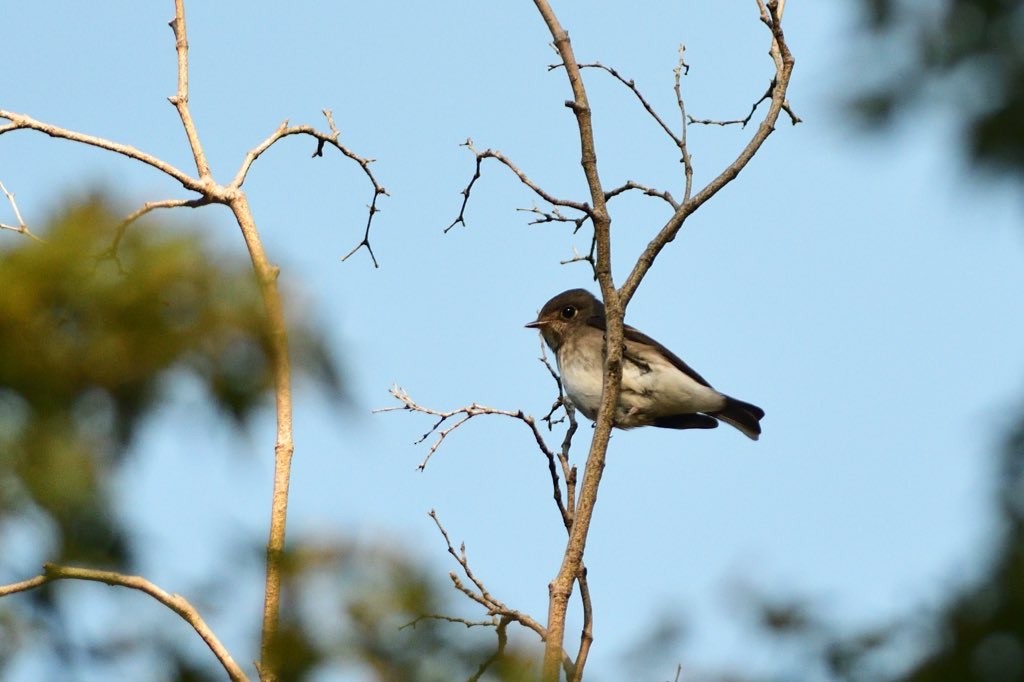 サメビタキ - ML645982274