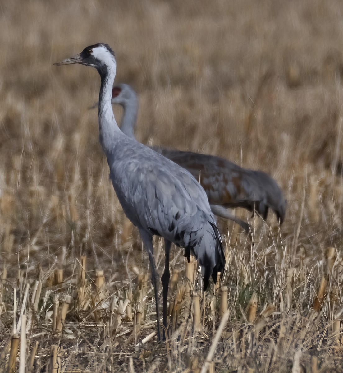 クロヅル - ML645982275