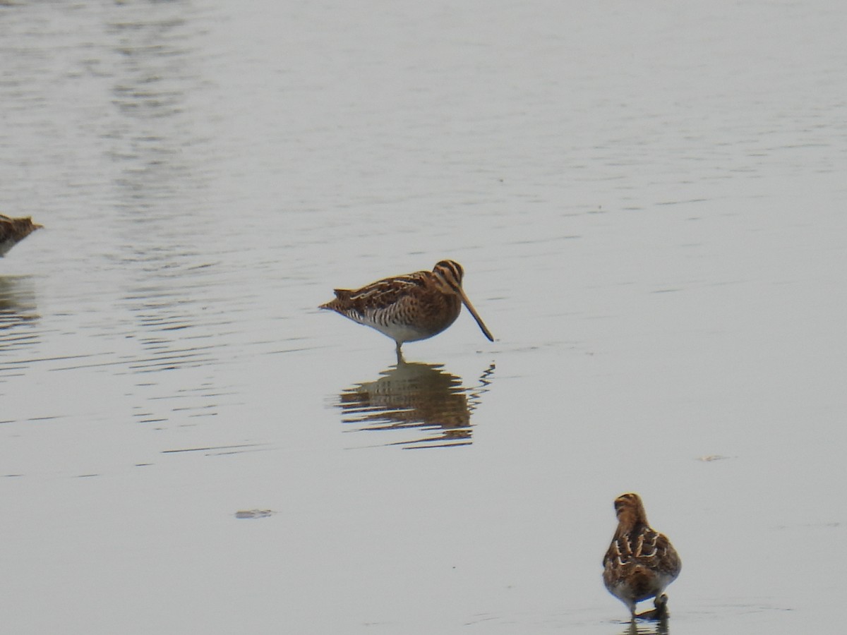 Bécassine des marais - ML645982282