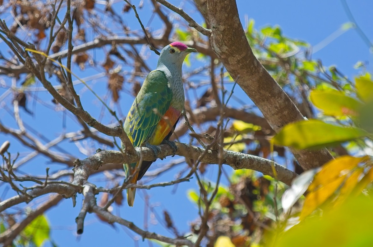 Ptilope à diadème - ML645982283