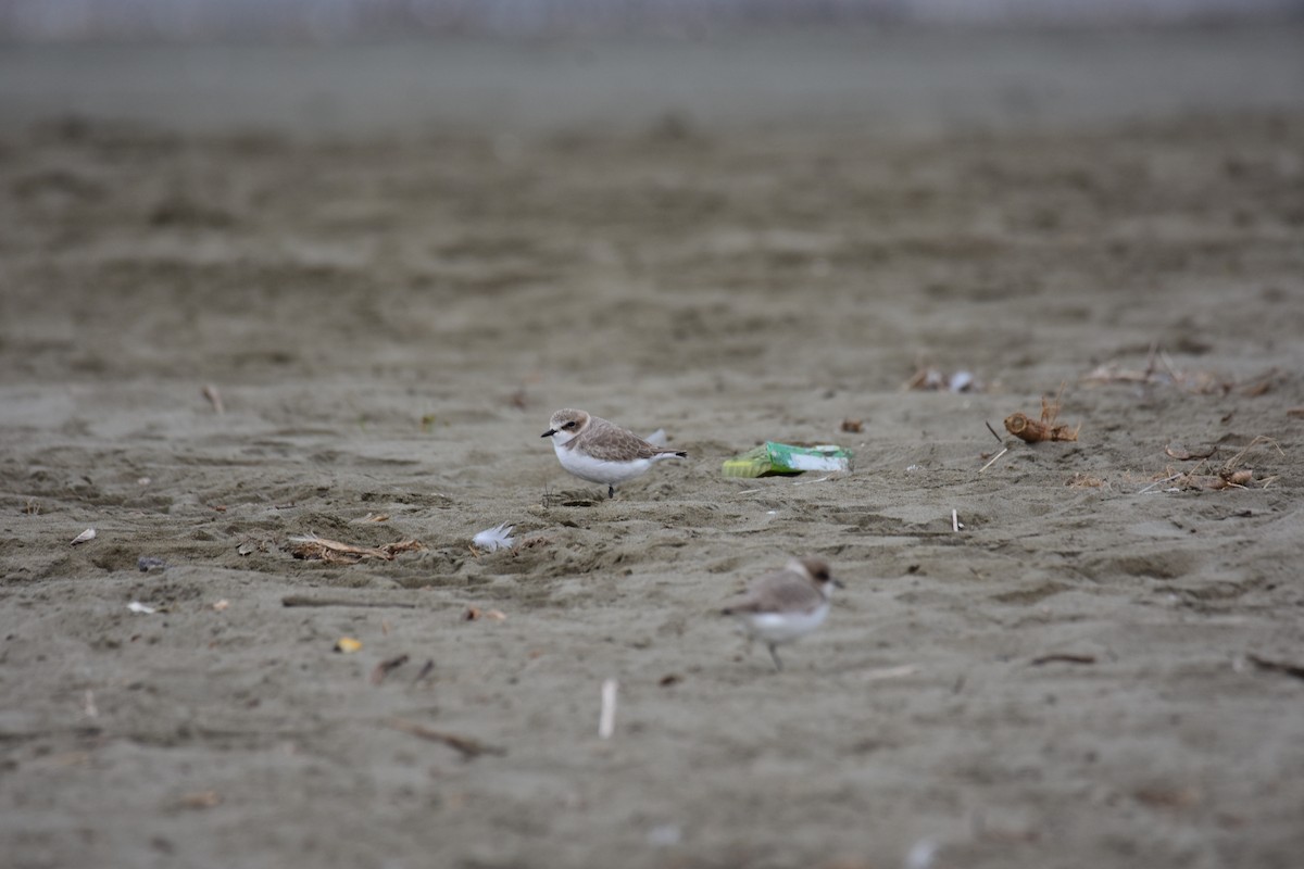 Akça Cılıbıt - ML645982289