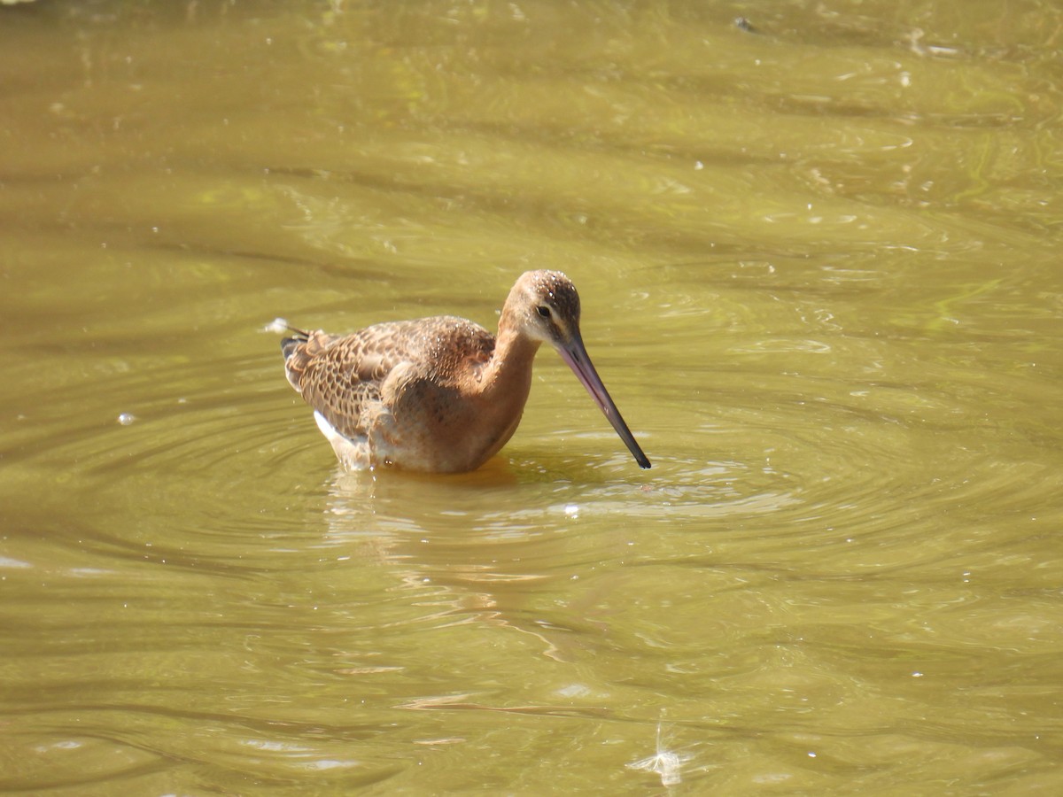 Barge à queue noire - ML645982291