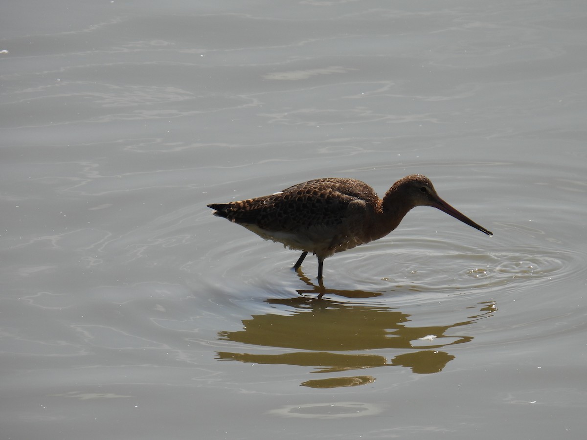 Barge à queue noire - ML645982292