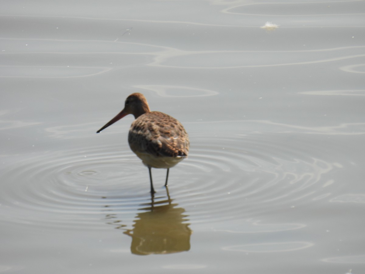 Barge à queue noire - ML645982293