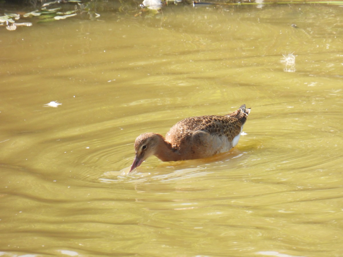 Barge à queue noire - ML645982294