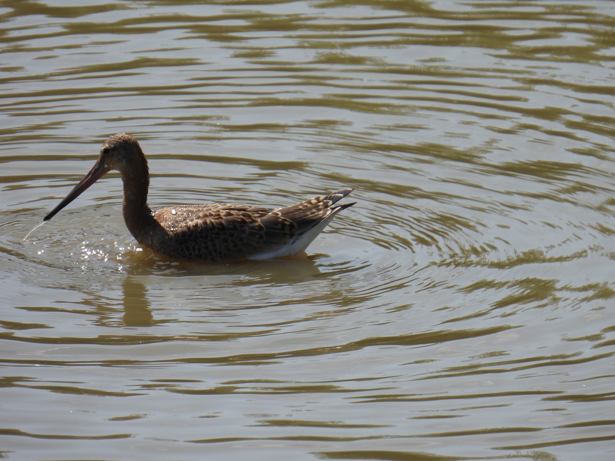 Barge à queue noire - ML645982297