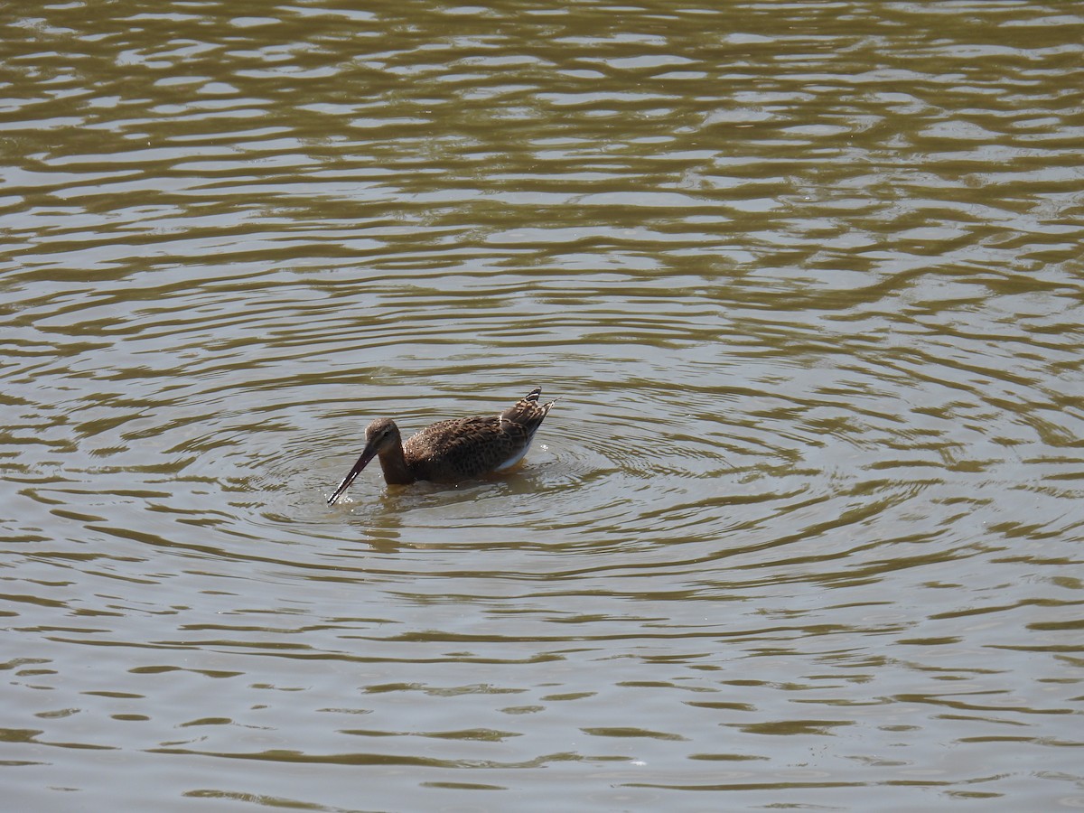 Barge à queue noire - ML645982298