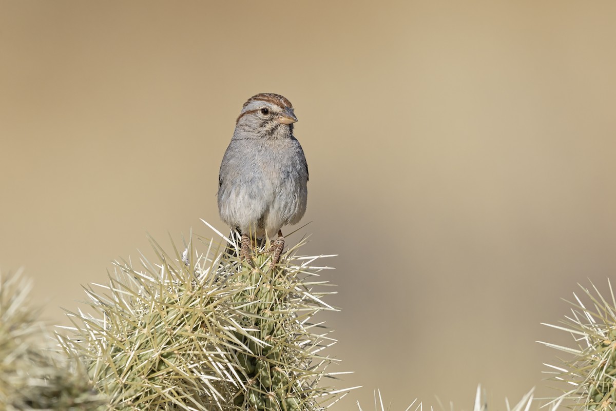 Bruant à épaulettes - ML645982299