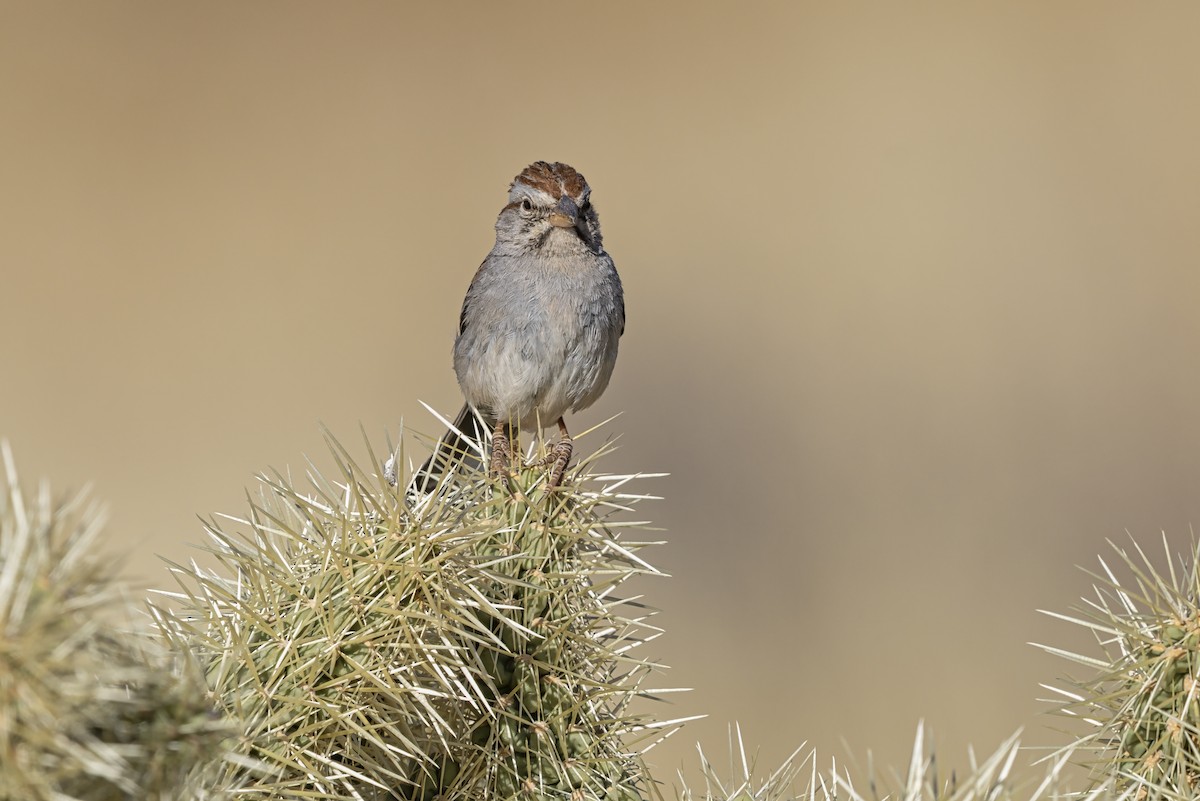 Bruant à épaulettes - ML645982301