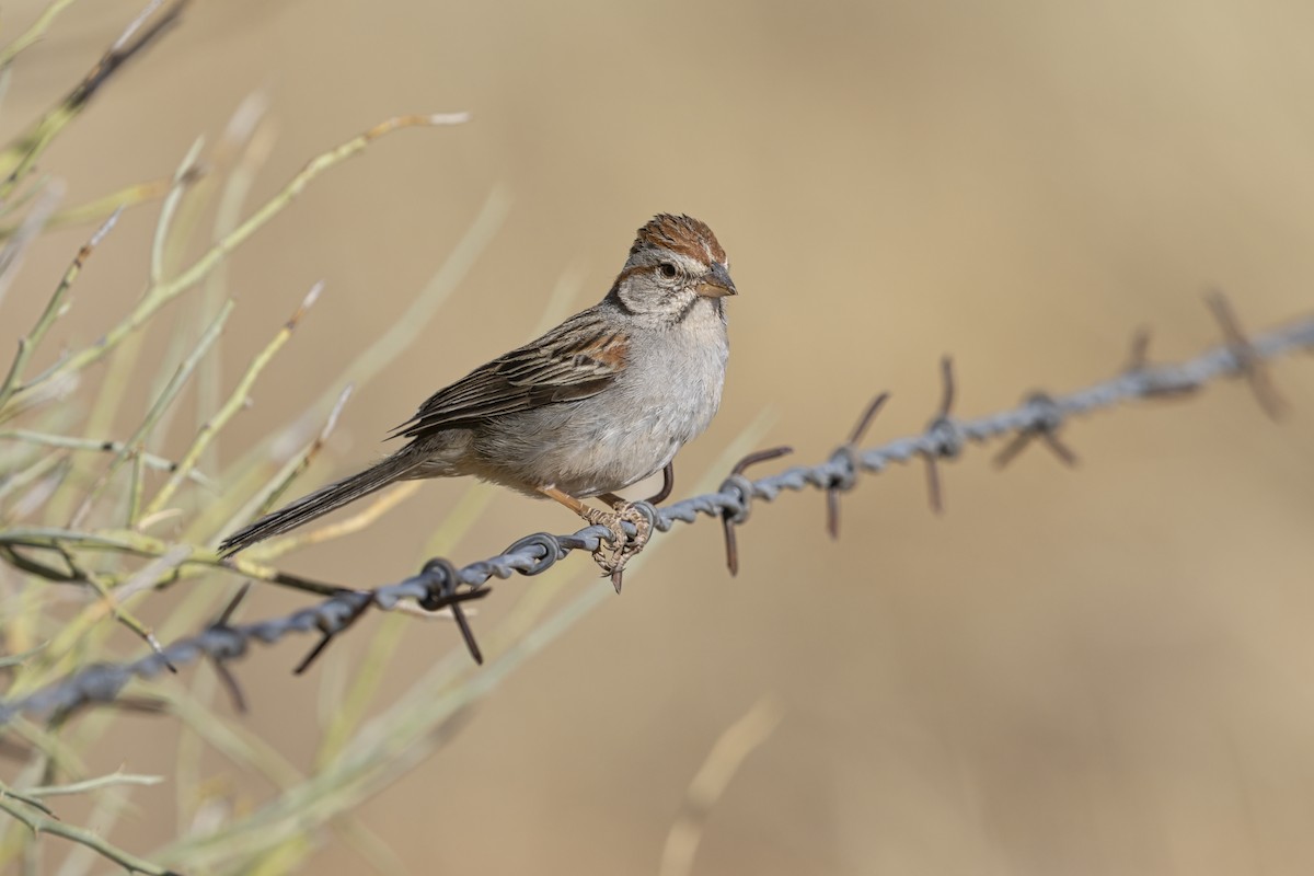 Bruant à épaulettes - ML645982302