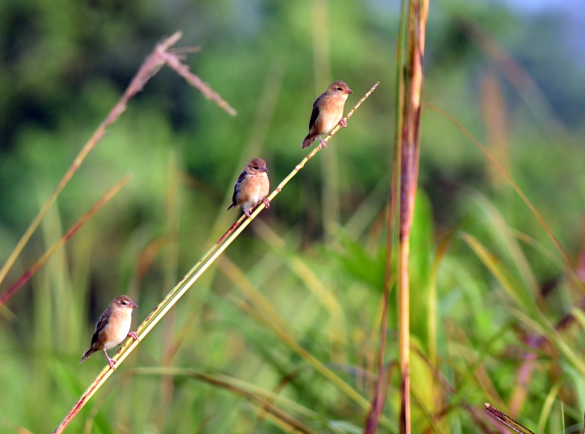 Tisserin baya - ML645982304