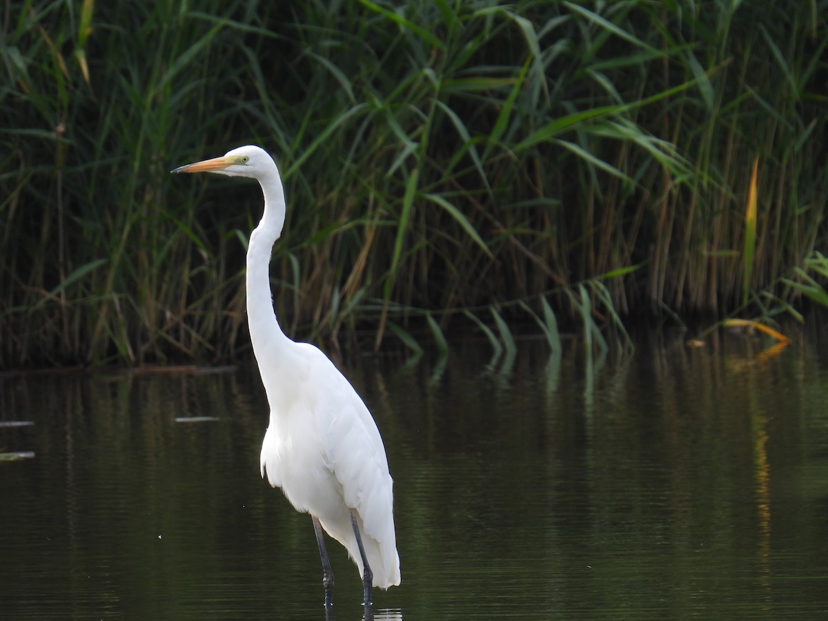 Grande Aigrette - ML645982312