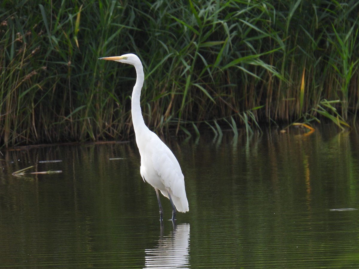 Grande Aigrette - ML645982313