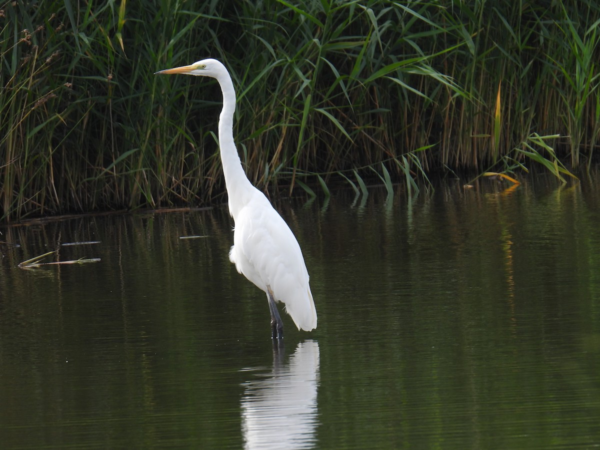 Grande Aigrette - ML645982314