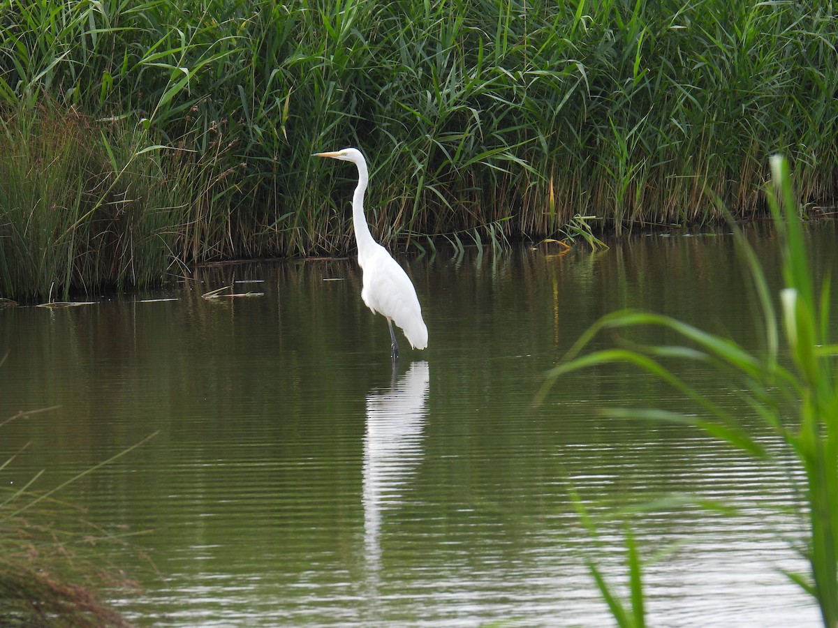 Grande Aigrette - ML645982315