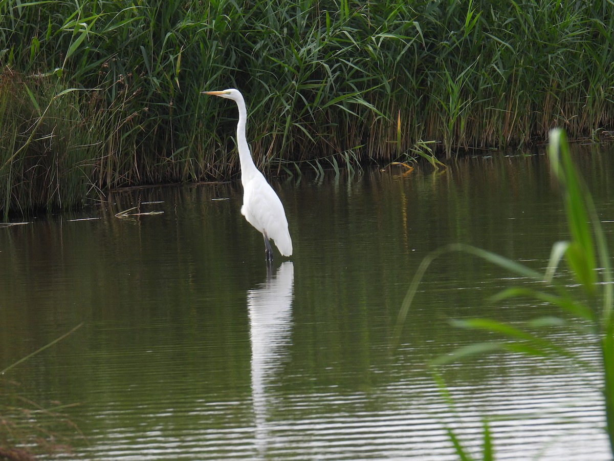 Grande Aigrette - ML645982316