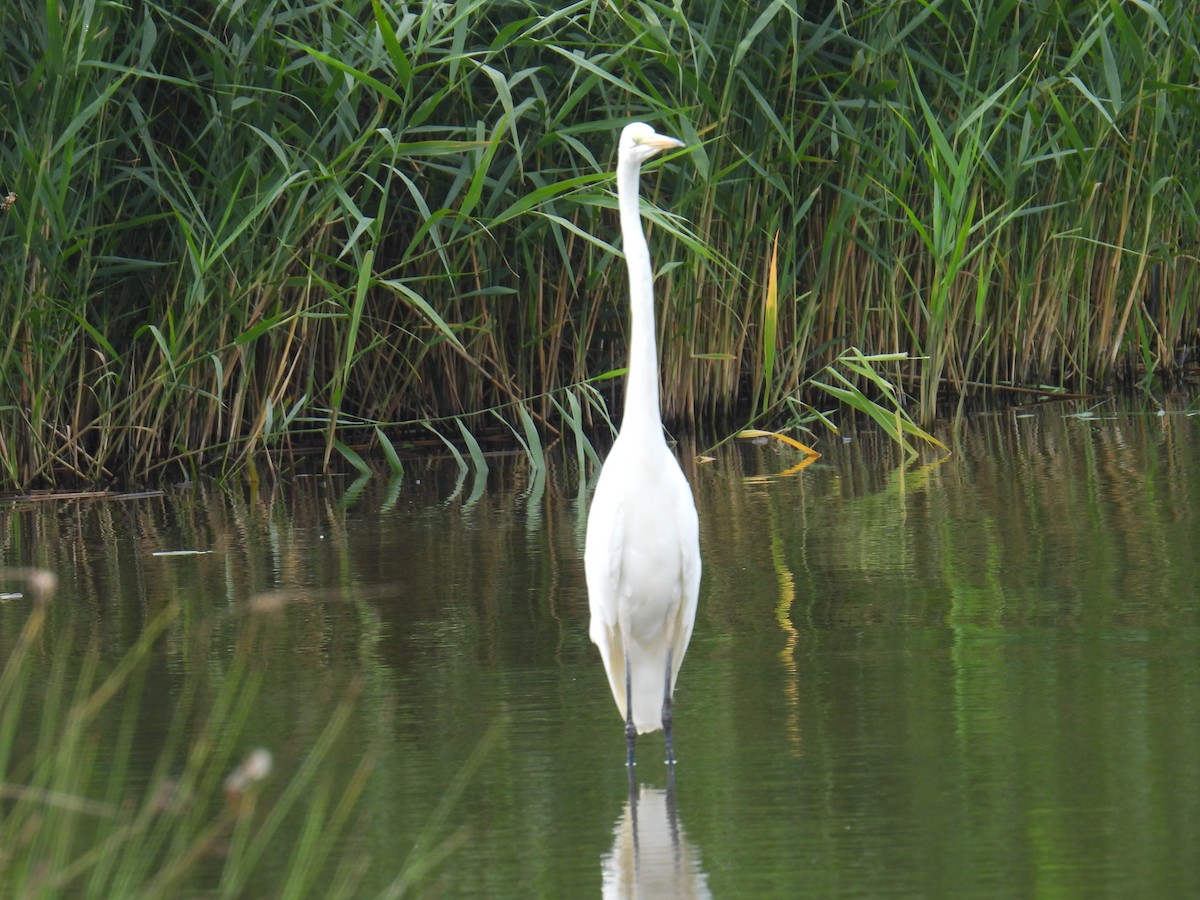 Great Egret - ML645982318