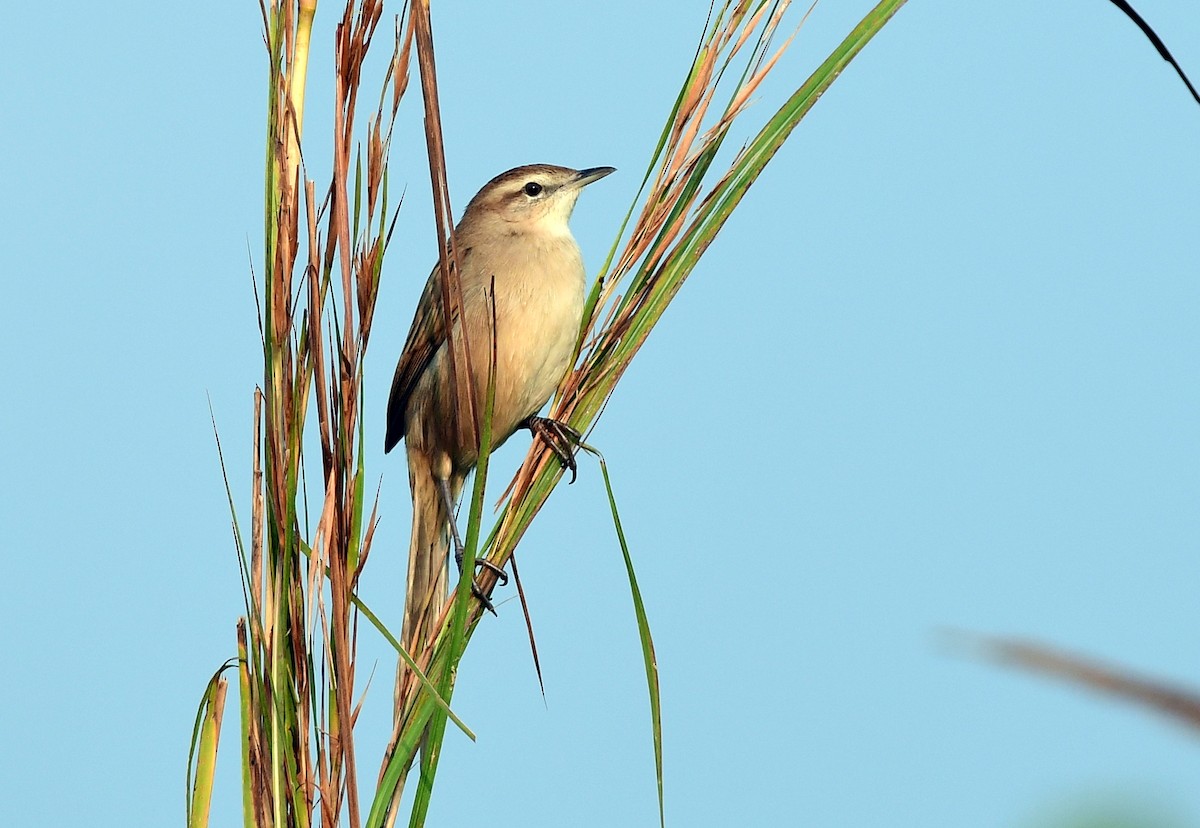 Striated Grassbird - ML645982320