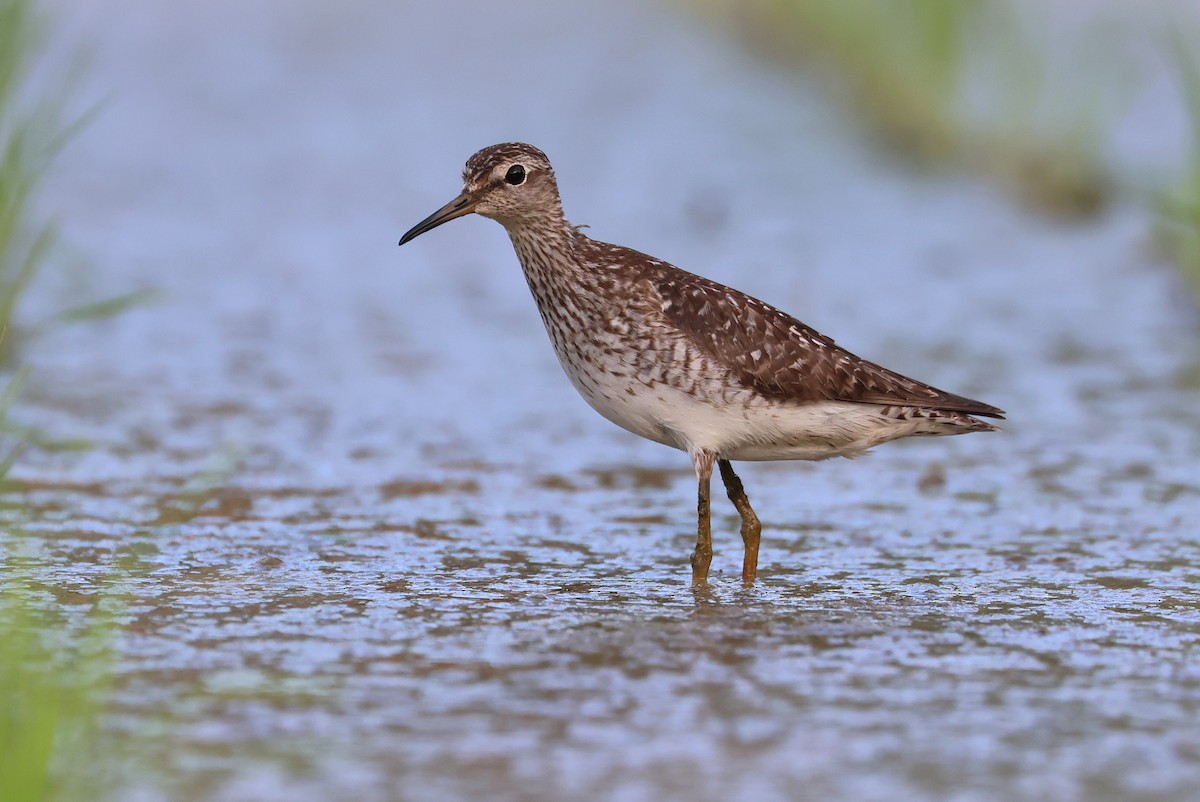 Wood Sandpiper - ML645982321