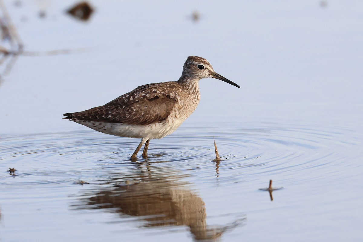 Wood Sandpiper - ML645982322