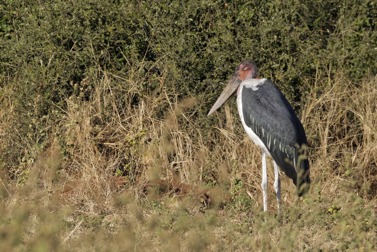 Marabou Stork - ML645982330