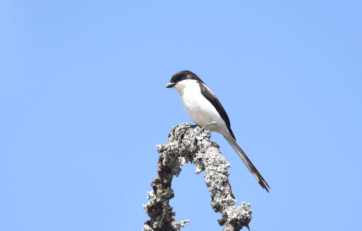 Northern Fiscal - ML645982333